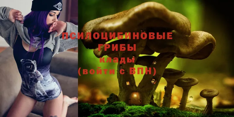 где можно купить наркотик  Белокуриха  Галлюциногенные грибы Psilocybe 